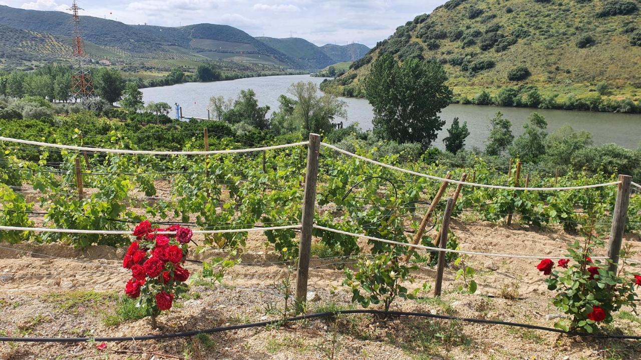 Olhares Do Douro Guest House ตอร์เฮ เด มองคอร์โว ภายนอก รูปภาพ